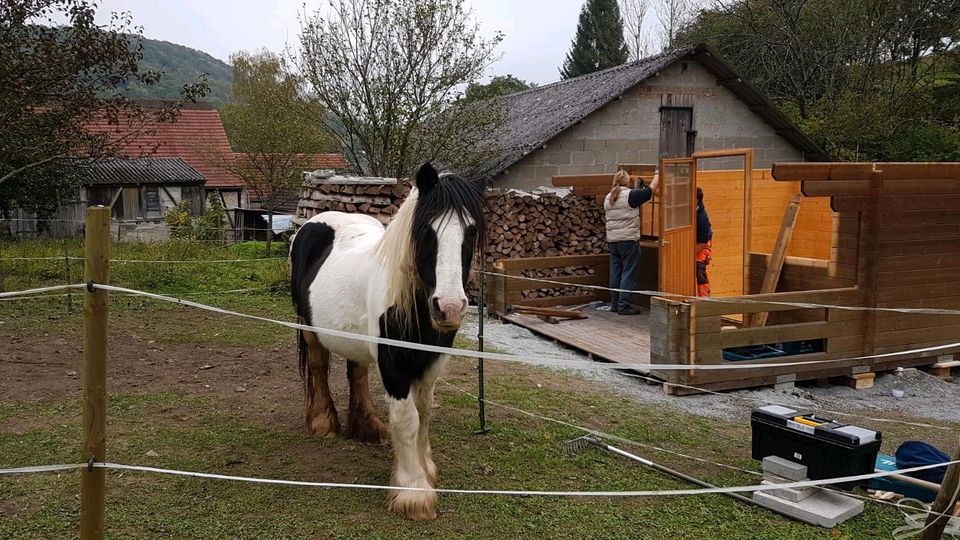 Reit-/Pflegebeteiligung für Irish Cob in Mulfingen