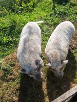 2 Minischweine Bayern - Memmingen Vorschau