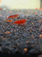 Red Fire Sakura Garnelen Bayern - Penzing Vorschau