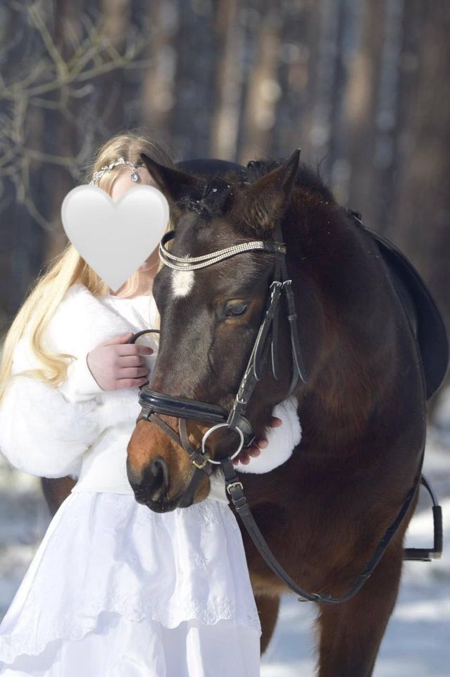 Deutsches Reitpony, Stute, Pony, Endmaß in Celle