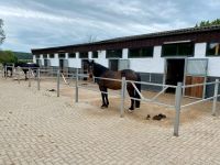 Pferdeboxen mit Paddock Niedersachsen - Einbeck Vorschau