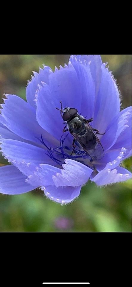 30 Samen Gewöhnliche Wegwarte, Natur Garten Insekten Saatgut in Baldham