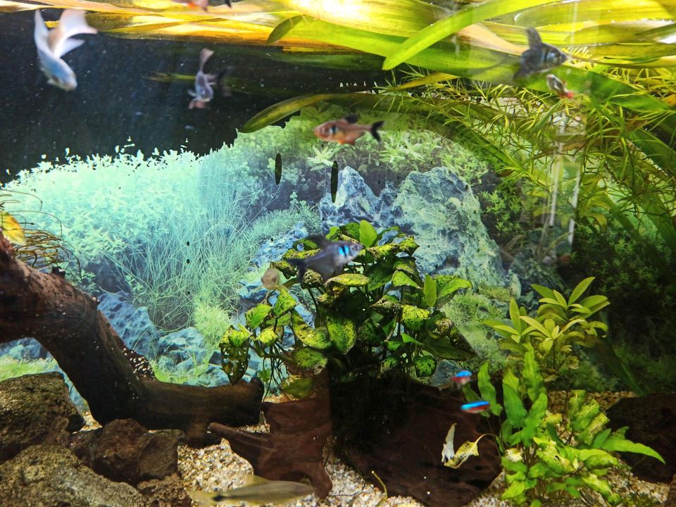 Aquarium Inhalt zu verkaufen - Pflanzen, Wurzeln, Fische etc in Niedenstein