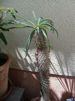 Madagaskarpalme Sukkulente Kaktus 37j. alt 70cm Hessen - Mittenaar Vorschau
