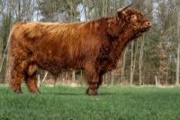 Highland Cattle Bulle Herdbuch Hochlandrind Nordrhein-Westfalen - Rahden Vorschau