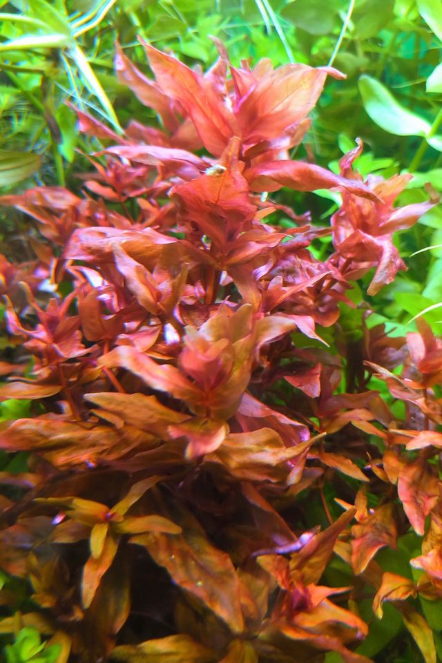 Rotala Macrandra in Aachen