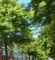 Gepflegtes Mehrfamilienhaus mit Abgeschlossenheit Berlin-Reinickendorf Berlin - Reinickendorf Vorschau