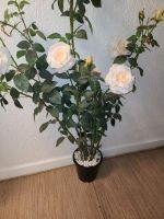 Vasen Blumen wegen Umzug abzugeben Aachen - Aachen-Mitte Vorschau