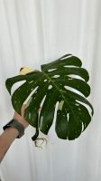 Monstera Thai Constellation Cutting/ Steckling Nordrhein-Westfalen - Warburg Vorschau