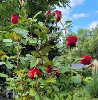 Gartenrose rot Niedersachsen - Gifhorn Vorschau