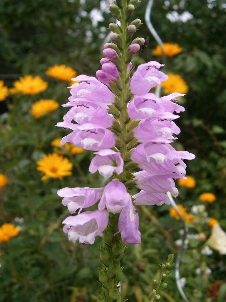 STAUDENSAMEN: GELENKBLUME PHYSOSTEGIA LILA in Lutherstadt Wittenberg