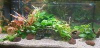 ❣Babyboom -Süsse Jungfische Guppy Aquarium Fische ❣ Schleswig-Holstein - Kropp Vorschau