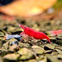 Red Sakura Garnelen Neocaridina rot, painted Fire, 3€* Baden-Württemberg - Möglingen  Vorschau