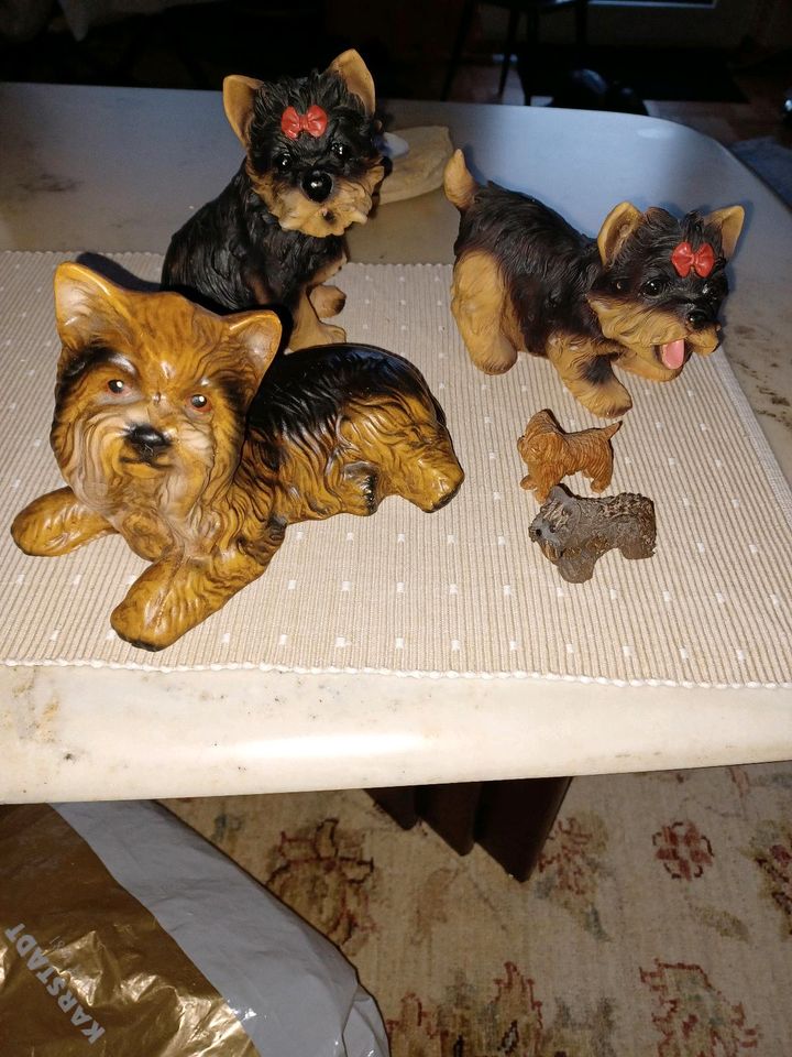 3 Yorkshire Terrier! in Braunschweig