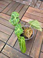 Anthurium Crystalinum Dresden - Pieschen Vorschau