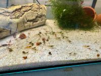 Garnelen mix - Aquarium - 0,50€ Stück - neocaridina Niedersachsen - Lastrup Vorschau