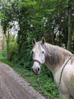 Reitbeteiligung ( Pferd sucht Reiter) Nordrhein-Westfalen - Hückelhoven Vorschau