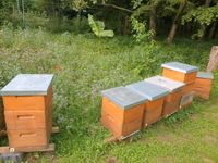 Bienenvölker auf Langstroth Buckfast Saarland - Quierschied Vorschau