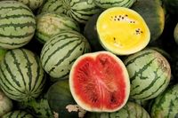Wassermelone, fruchtfleisch rot gelb Samen 7 St Bayern - Woerth an der Donau Vorschau