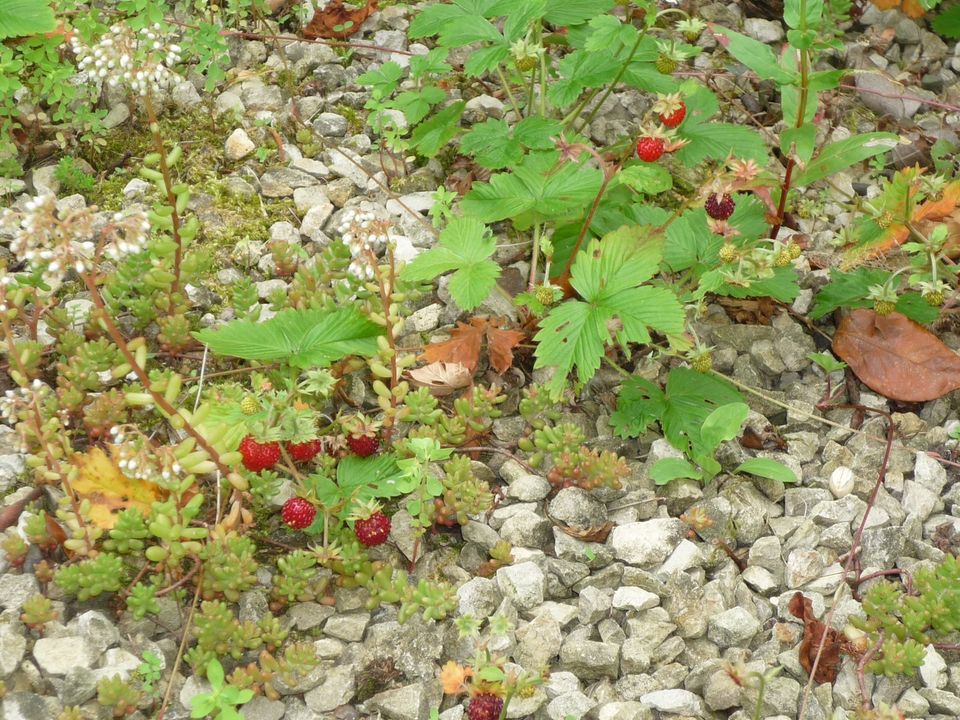 Natternkopf, Ruprechtskraut, Waldmeister, Weinraute, Eberraute, H in Leverkusen