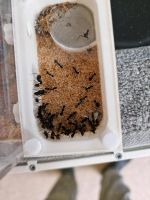 Camponotus alii Ameisen Kolonie / Ameisenkolonie Nordrhein-Westfalen - Ennepetal Vorschau