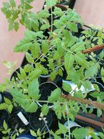 Tomatenpflanzen, Rispentomaten, Romatomaten Nordrhein-Westfalen - Geseke Vorschau