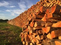 Brennholz Buche trocken Baden-Württemberg - Bad Schussenried Vorschau