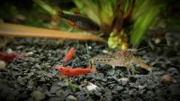 ❌ Red Fire Zwerggarnele für Nano Aquarium ab 0,65€❌ Nordrhein-Westfalen - Oberhausen Vorschau