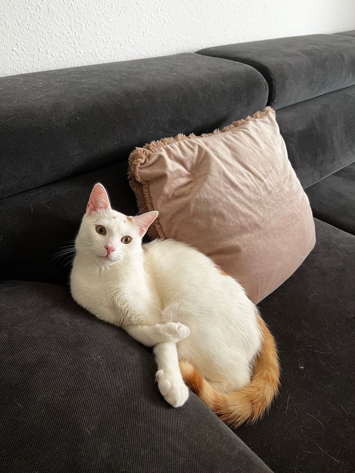 KATER NOKI VERMISST !!!! in Bielefeld