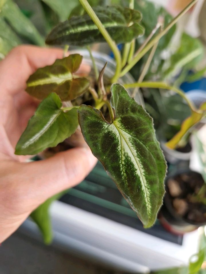 Syngonium Wendlandii, Rayii, Three Kings, Philodendron uvm. in Augsburg