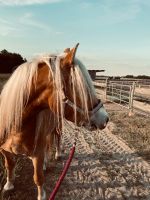 Reitbeteiligung für Haflinger gesucht Brandenburg - Altlandsberg Vorschau