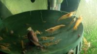 Aquarium Garnelen Yellow Sakura Neon Stripe werden sehr gross :)e Niedersachsen - Oldenburg Vorschau