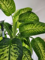 Zimmerpflanze Dieffenbachia Hessen - Niedernhausen Vorschau