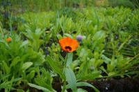 Gesunde - Bio - Ringelblumen Heilpflaze und Dauerblüherin Niedersachsen - Osnabrück Vorschau