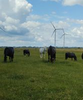 Sommerweide für Pferde Niedersachsen - Elsfleth Vorschau