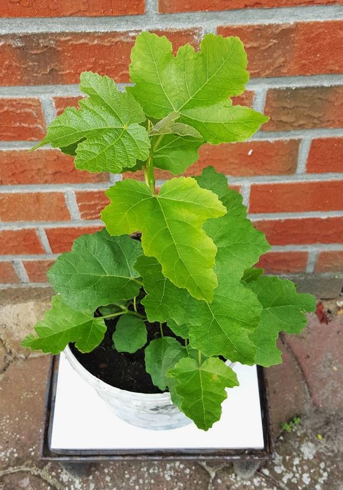 Feigenstrauch abzugeben, Höhe incl. Topf ca. 50 cm in Kreis Pinneberg -  Groß Nordende | eBay Kleinanzeigen ist jetzt Kleinanzeigen