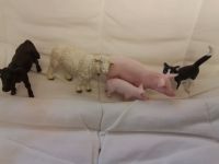 Schleich: Tiere vom Bauernhof (Schaf, Schwein etc Vahr - Neue Vahr Nord Vorschau