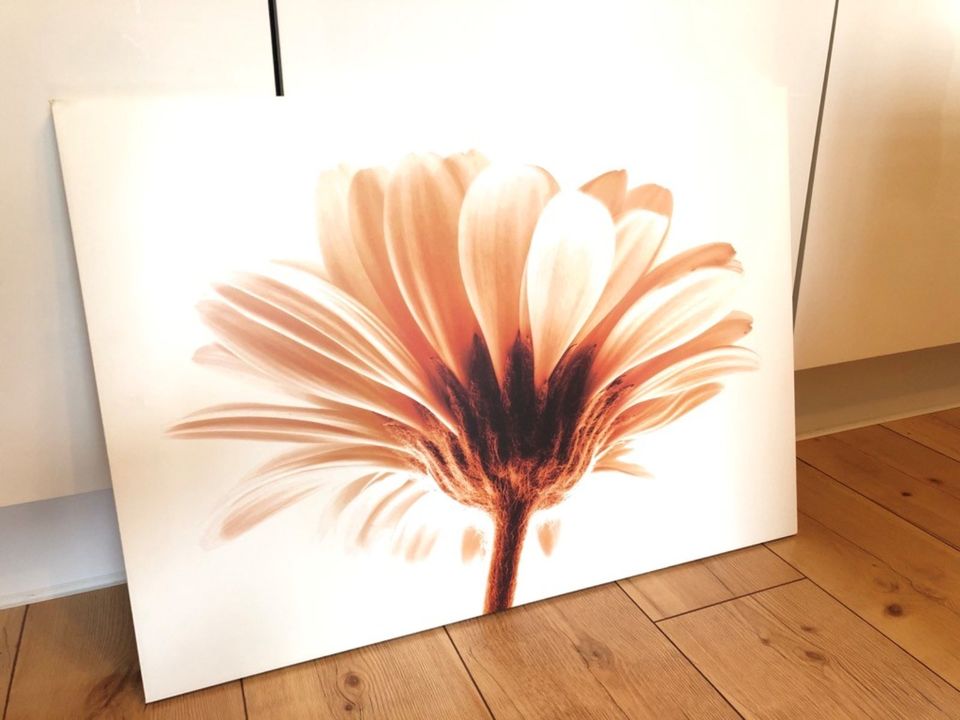 Bild Gänseblume auf Holzrahmen 70,5 x 50,5 cm in Essen Freisenbruch
