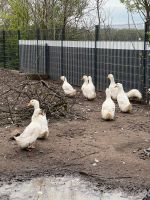 Pekingenten, Ente Nordrhein-Westfalen - Halle (Westfalen) Vorschau