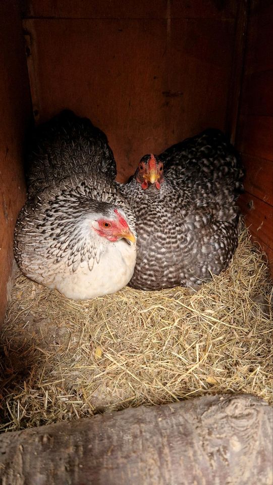 10 Bruteier Zwergwyandotten bunt Zwerg Wyandotten Huhn Ei Eier in Nordholz