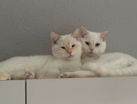 Geschwister Katzen suchen gemeinsames Zuhause Berlin - Spandau Vorschau