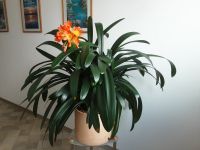 Zimmerpflanzen Clivia Bielefeld - Heepen Vorschau