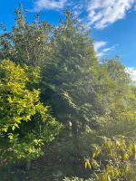 Thuja Lebensbaum ca. 4m PFINGSTEN abzuholen Brandenburg - Cottbus Vorschau