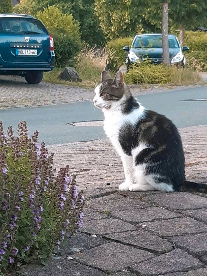 Wo ist Katze Schnurri / Belohnung ! in Höxter