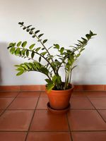 Zimmerpflanze „Glücksfeder“ (Zamioculcas zamiifolia) Hessen - Friedrichsdorf Vorschau