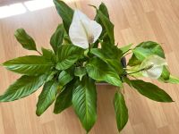 Spathiphyllum Einblatt Zimmerpflanze Sachsen-Anhalt - Magdeburg Vorschau