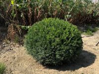 Taxus Eibe Kugel - Formgehölz Gartenbonsai | Bayernhecke` Baden-Württemberg - Ingoldingen Vorschau