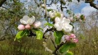 Obstgarten oder Wiese zur Pacht/Kauf gesucht Bayern - Hilpoltstein Vorschau