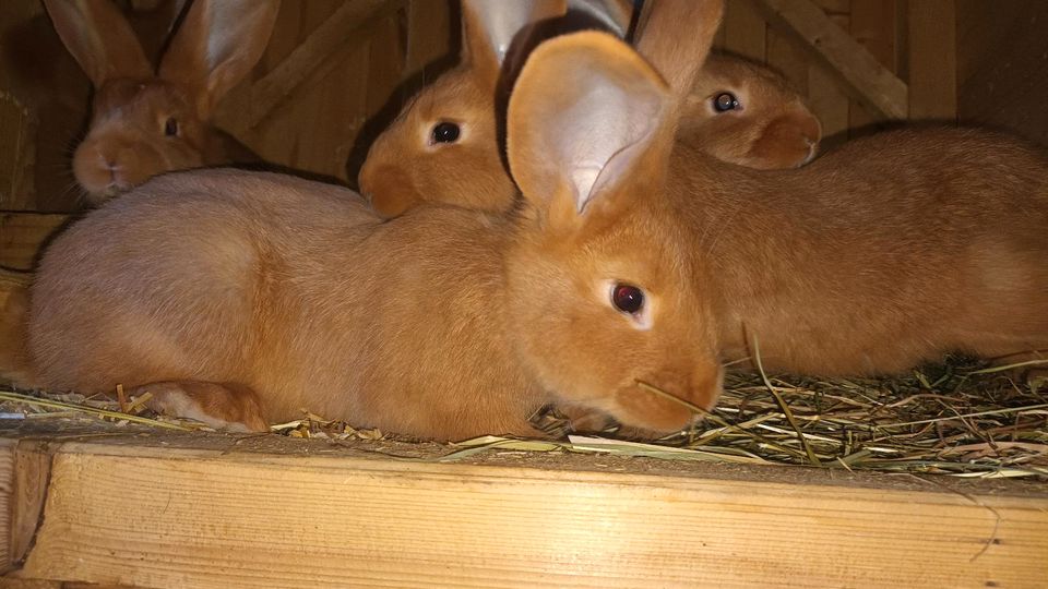 Burgunder Kaninchen in Hüffenhardt