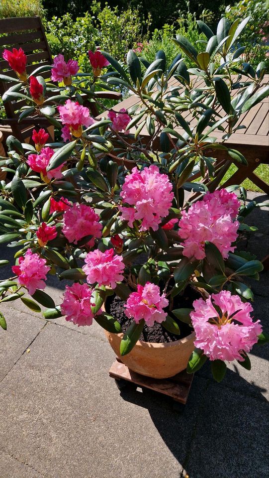 Rhododendron im Topf in Kiel